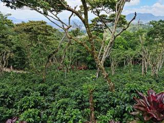 FARMLAND: COFFEE ESTATE IN SAN RAMON MATAGALPA 