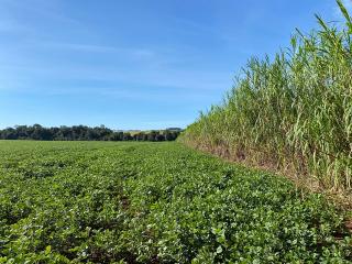 ENVIRONMENTAL SERVICES - FARM FOR SALE IN PARAGUAY!!! 