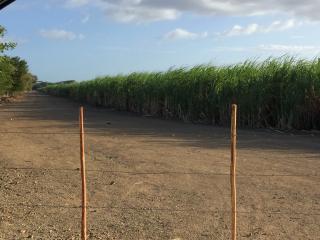 FARMLAND: Cattle Ranch & Productive Sugar Cane Farm in Rivas